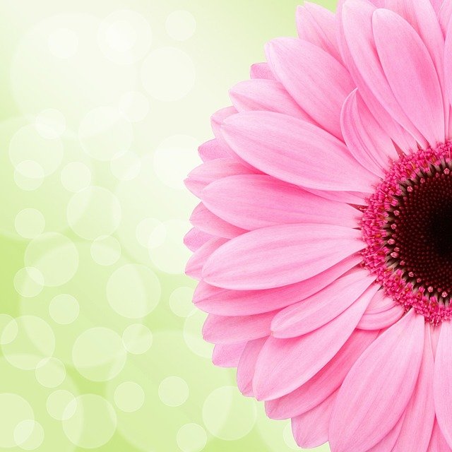 gerbera-2920298_640
